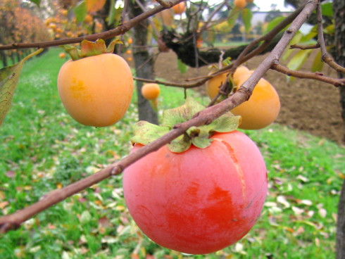 Diospyros kaki (Kaki de Chine, plaqueminier du Japon) – LA FORET COMESTIBLE