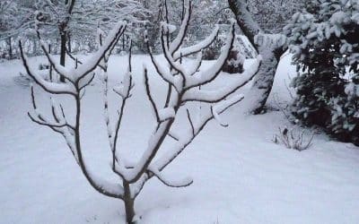 Les 7 figuiers les plus résistant au froid, idéaux pour la Haute Loire