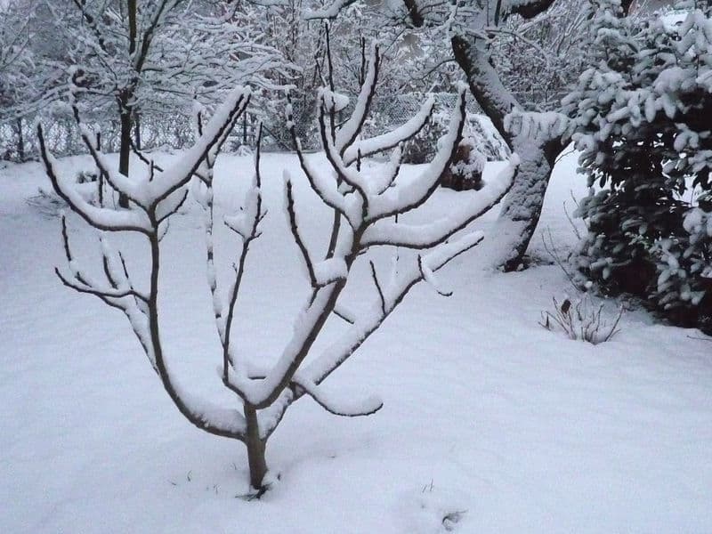 Les 7 figuiers les plus résistant au froid, idéaux pour la Haute Loire