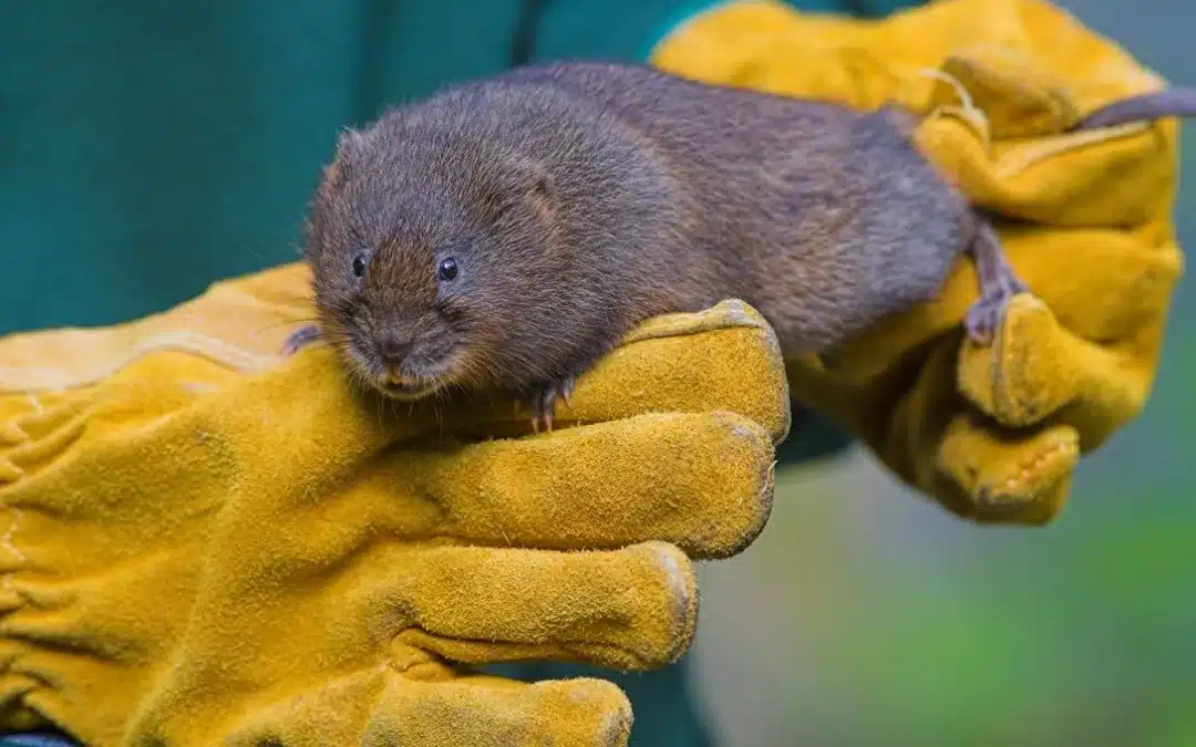 Lutter contre les rats taupier